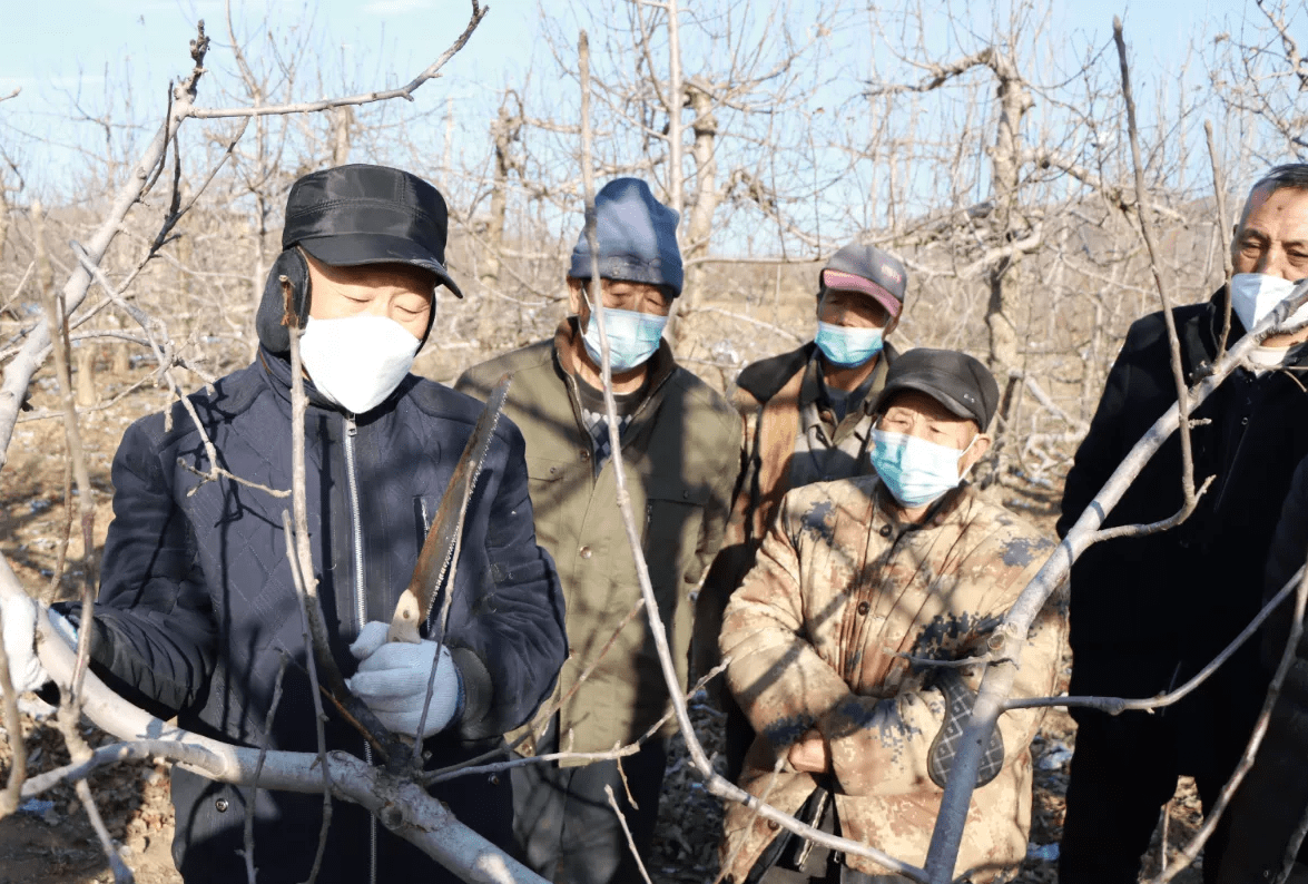 苹果型号韩版跟港版哪个好:卢龙县陈官屯镇：果树冬剪正当时，“土专家”田间授课忙