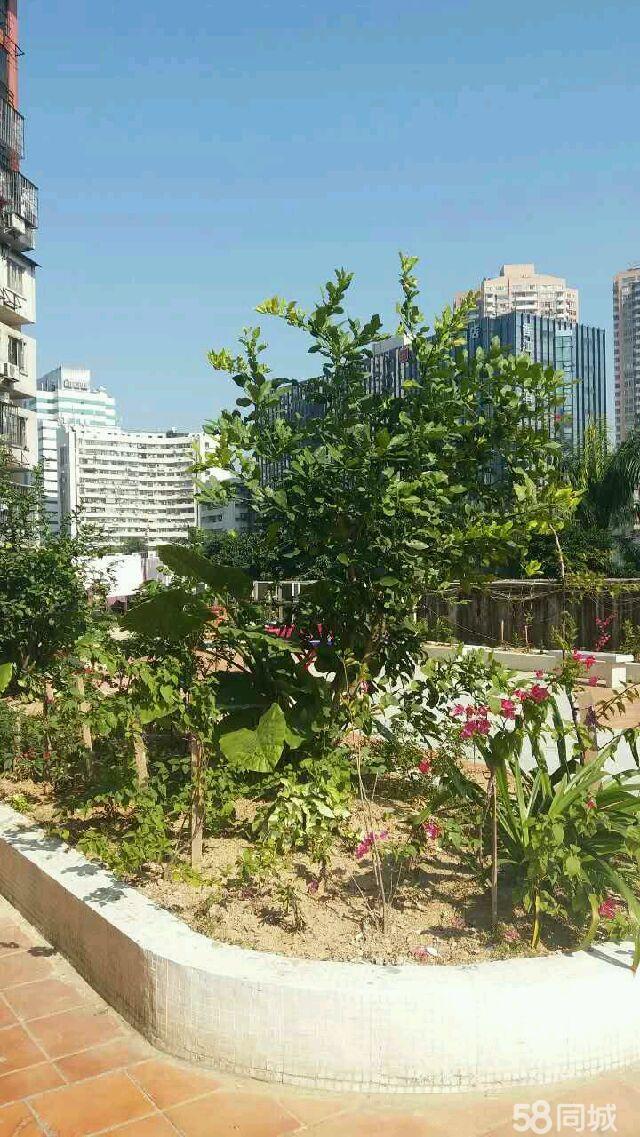 重建花园大厦2手机版花园战争2官方免费下载