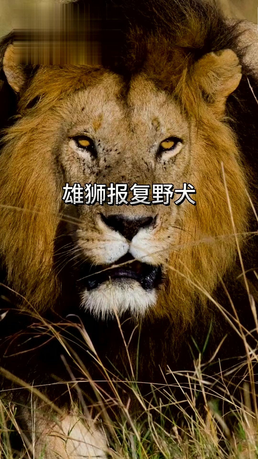 野战雄狮有没有手机版雄狮大联盟by九流书生